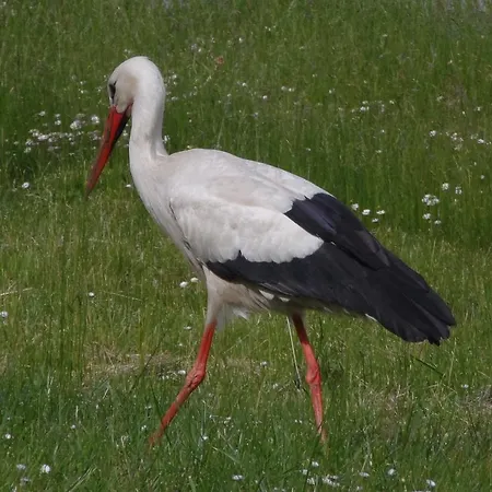 D'hôtes Rachelle Schneider