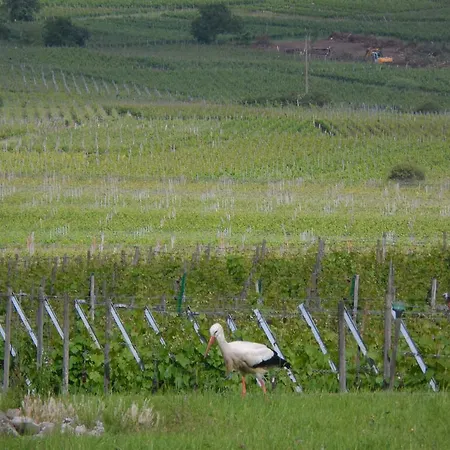 D'hôtes Rachelle Schneider