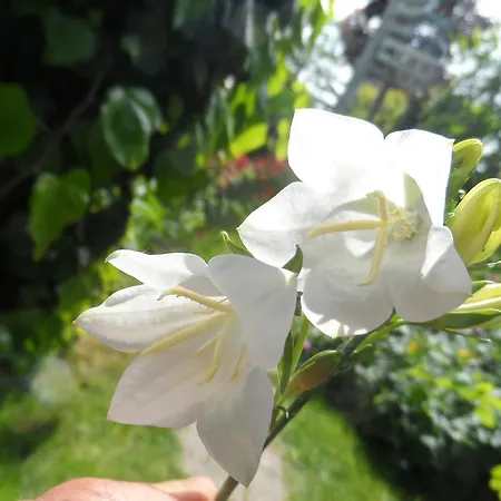 Alojamento de Acomodação e Pequeno-almoço D'hôtes Rachelle Schneider