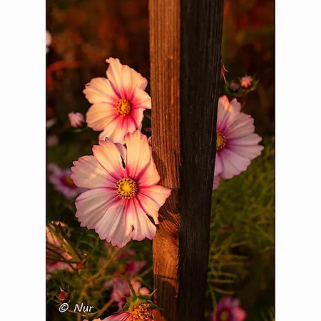 D'hôtes Rachelle Schneider 3*