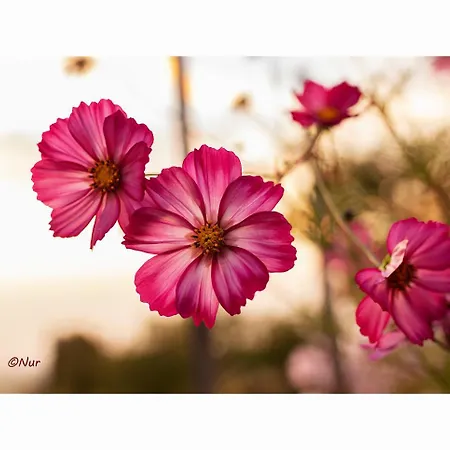 D'hôtes Rachelle Schneider